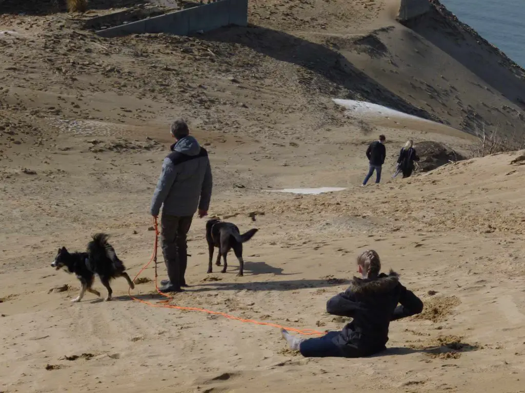 Die Hunde sind immer mit dabei bei Dänemark mit Hund