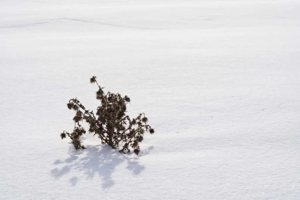 Distel im Schnee