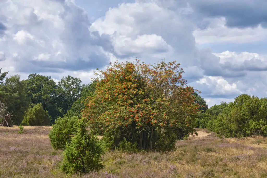 Eberesche in der Lüneburger Heide