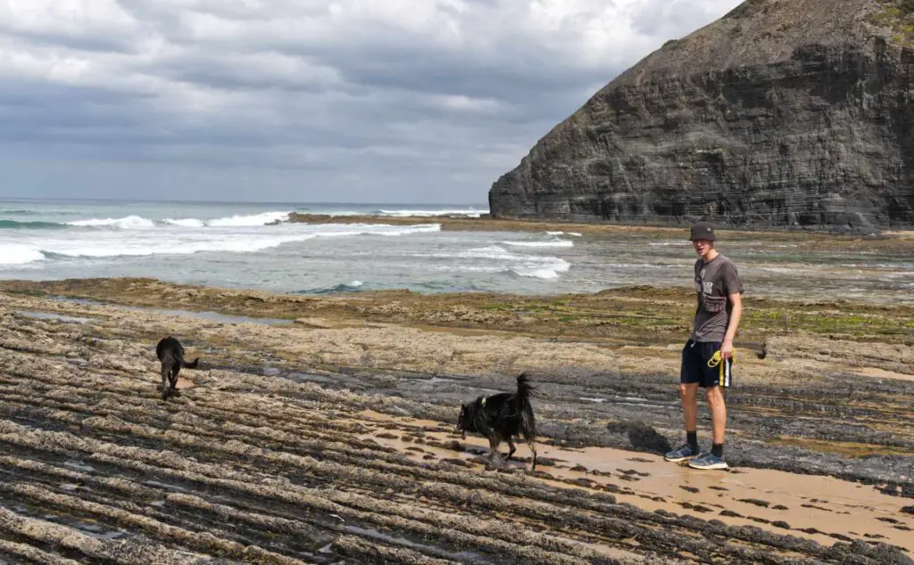 Hunde am Strand an der Algarve