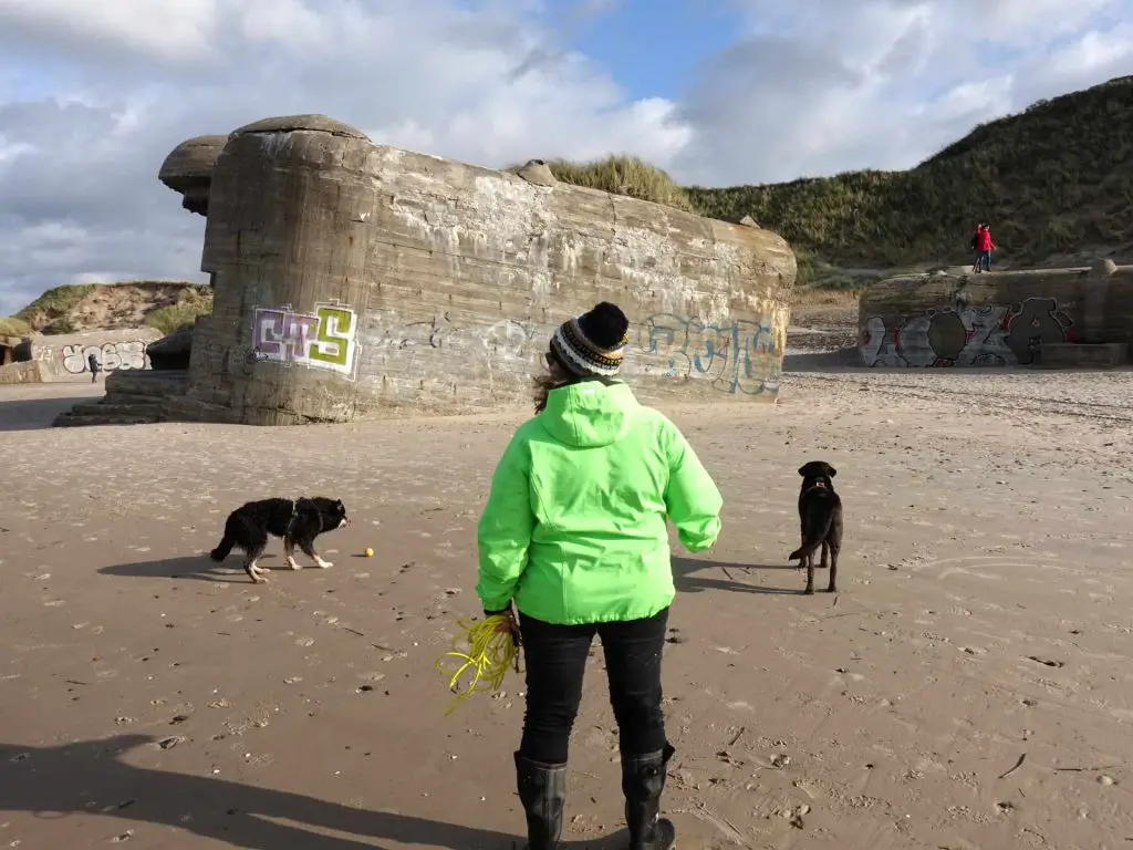 Beide Hunde lieben die Spaziergänge am Strand von Dänemark