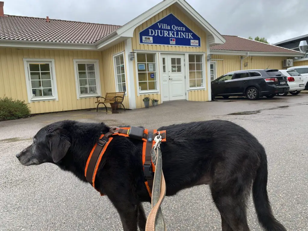 Bea beim schwedischen Tierarzt