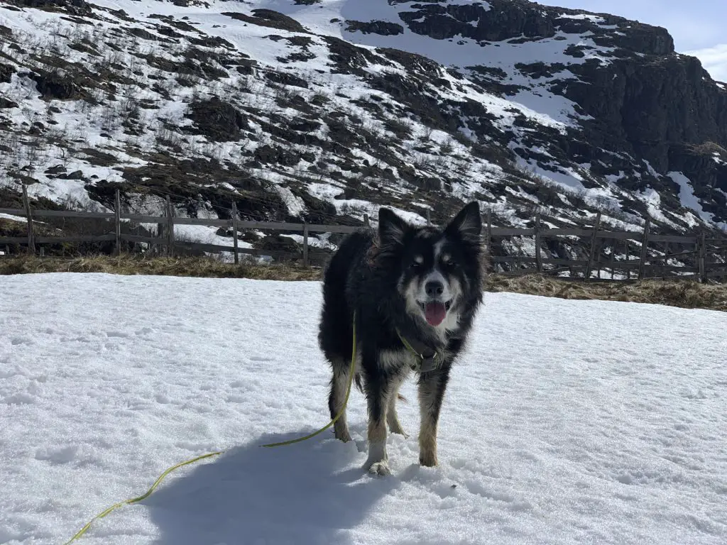 Ben spielt im Schnee