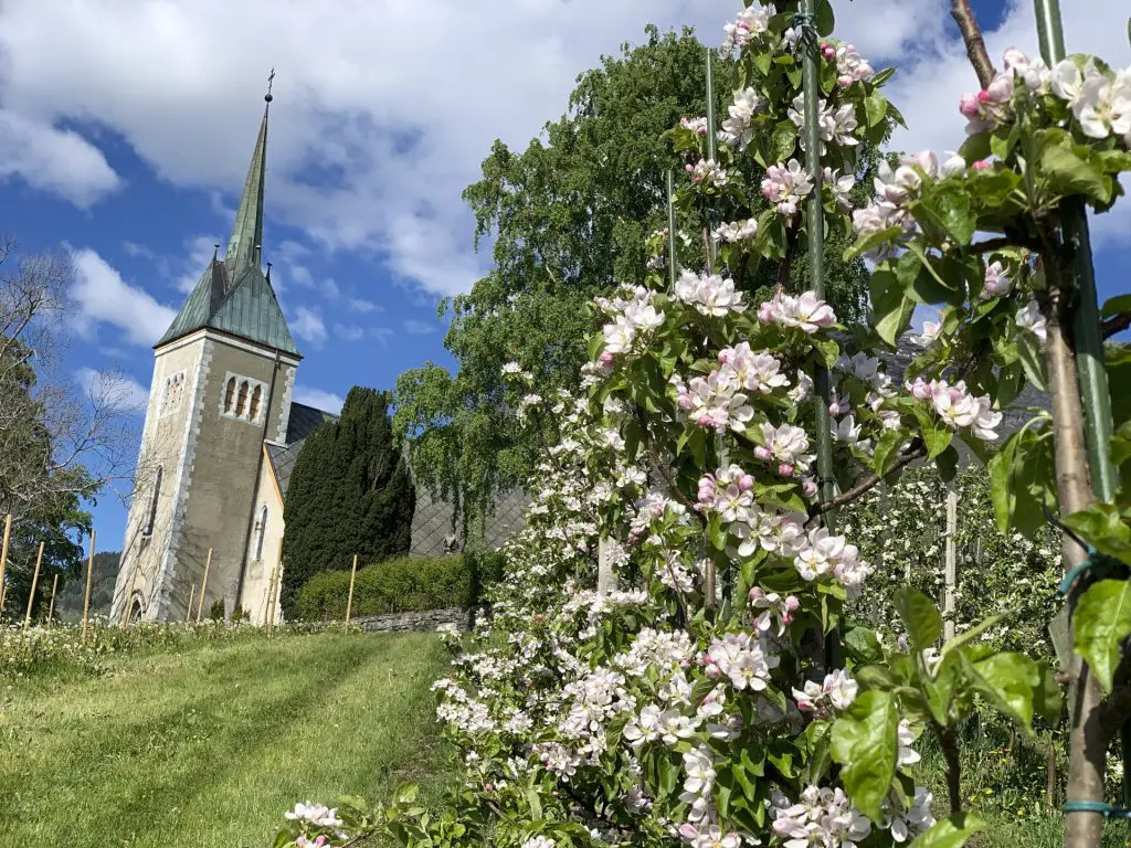 Norwegen im Mai Obstbäume am Hardangerfjord