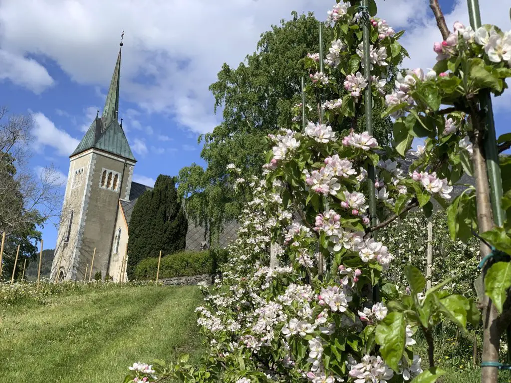 Apfelblüte am Hardangerfjord