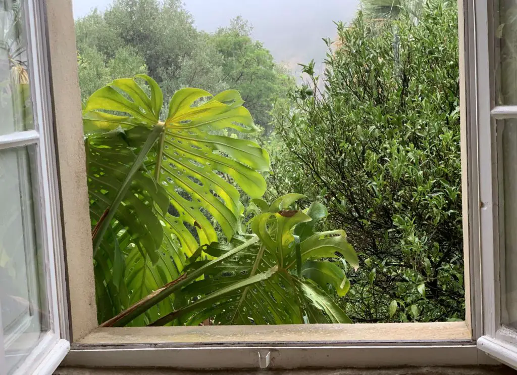 Monstera schaut zum Fenster herein