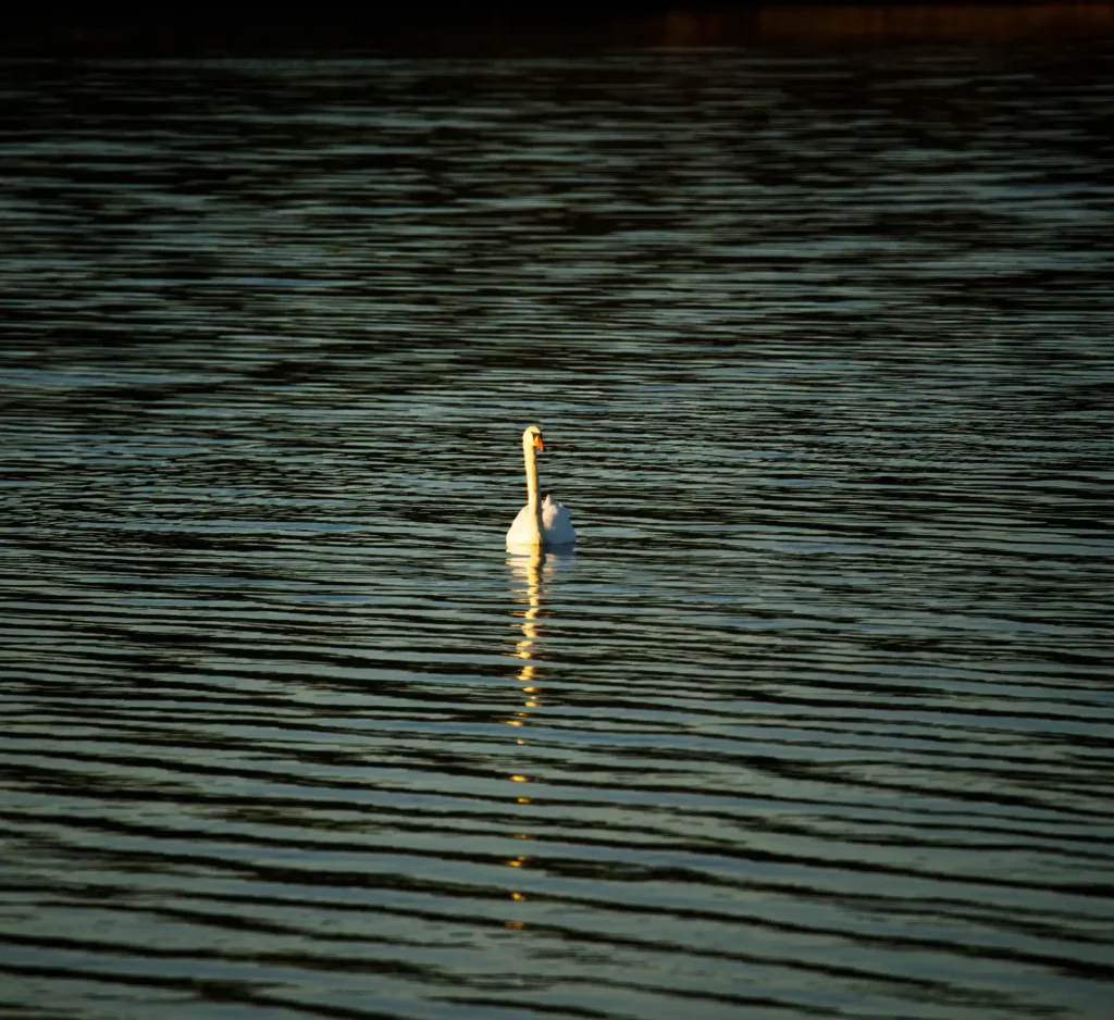 Schwan auf dem Meer