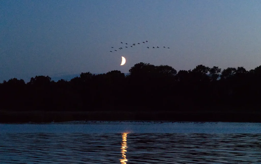 Vögel vor dem Mond